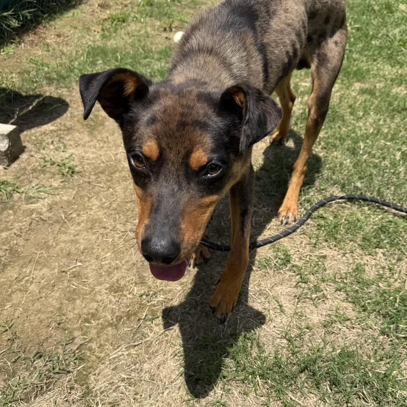 A young medium-sized male Brindle Catahoula Leopard Dog dog named Fuji for adoption in Lancaster, SC