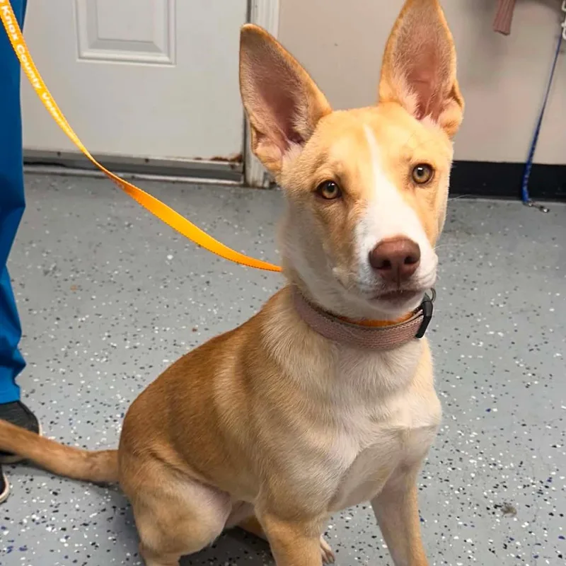 A young medium-sized female Hound dog named Gitzi for adoption in New Tazewell, TN