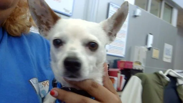 An adult small-sized male Mixed Breed dog named Melon for adoption in Dallas, TX