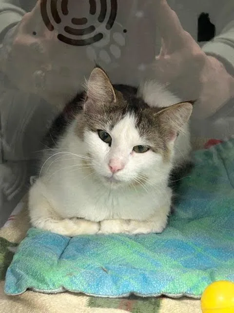 An adult medium-sized male Black & White / Tuxedo Domestic Medium Hair cat named Marten for adoption in Anoka, MN