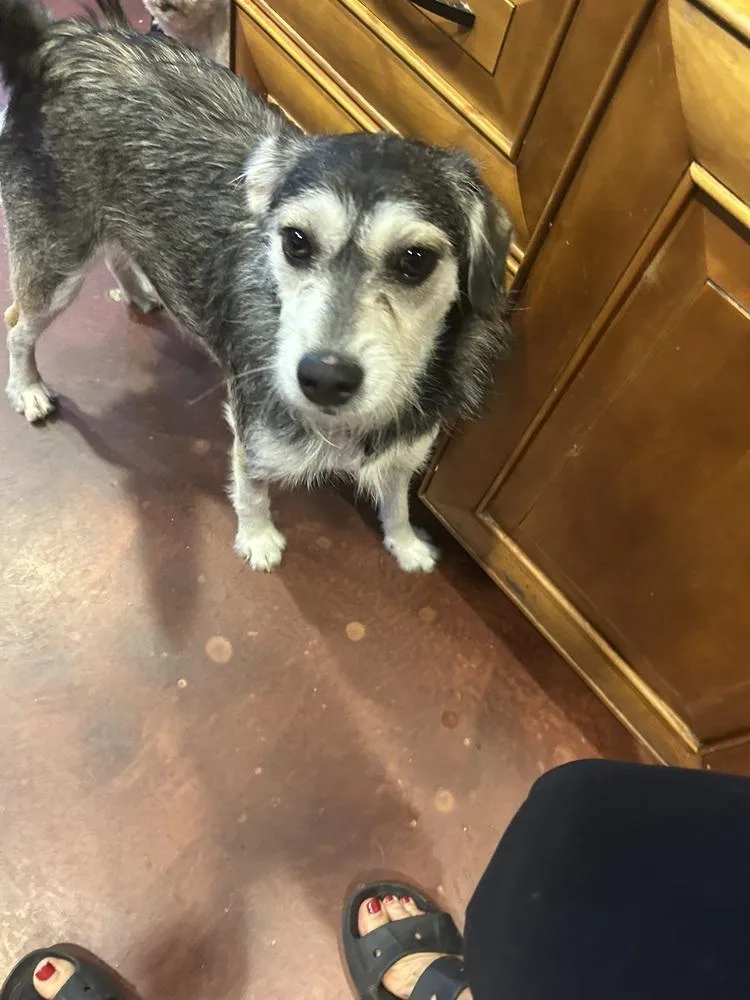 Cheyenne thumbnail 2