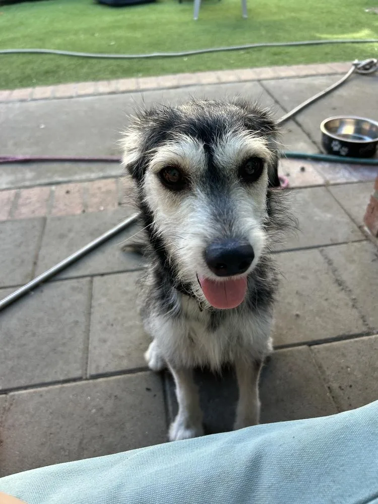 Cheyenne thumbnail 3