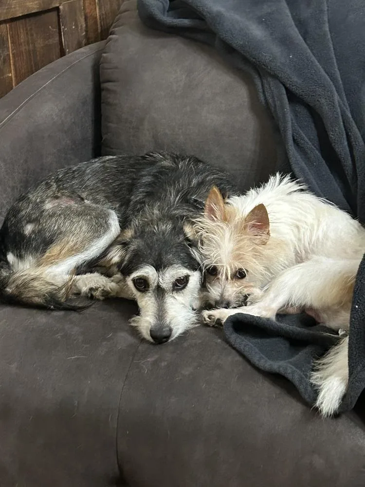 Cheyenne thumbnail 4