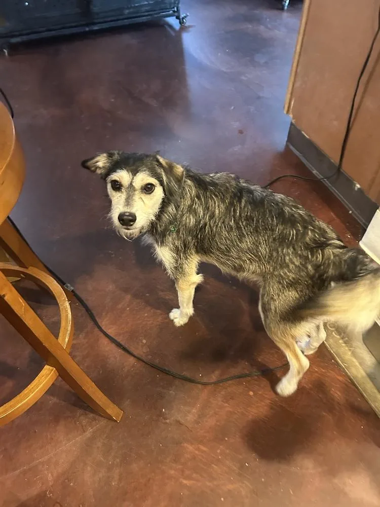 Cheyenne thumbnail 5