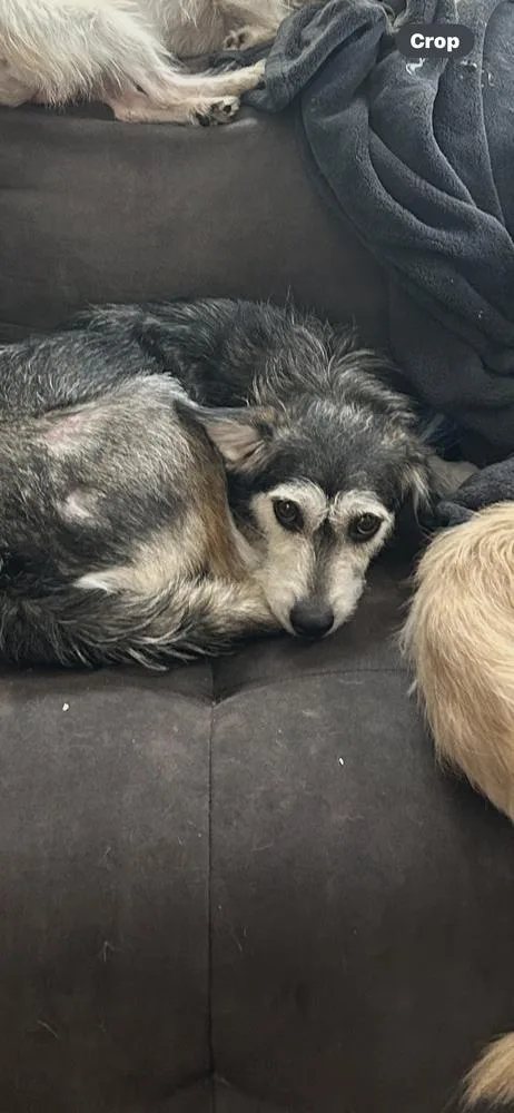 Cheyenne thumbnail 6