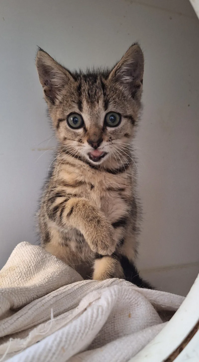 A baby medium-sized female Tabby cat named Tabitha for adoption in Stanton, KY