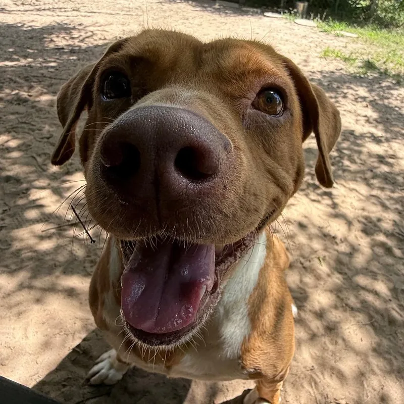 An adult medium-sized male Yellow / Tan / Blond / Fawn Mixed Breed dog named Randall for adoption in Pensacola, FL