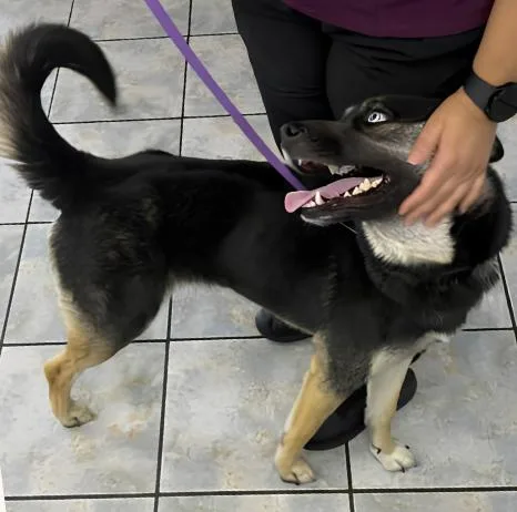 A young medium-sized female Bicolor Husky dog named Skye for adoption in Naperville, IL