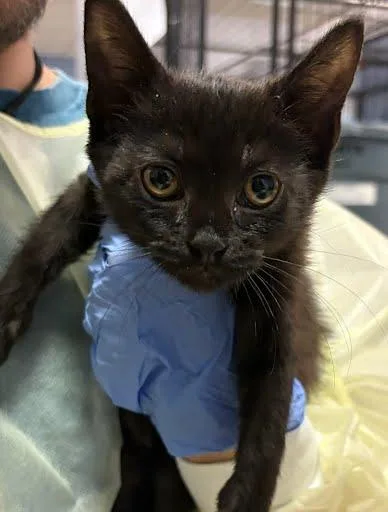 A baby small-sized male Domestic Short Hair cat named Pesto for adoption in Washington, DC