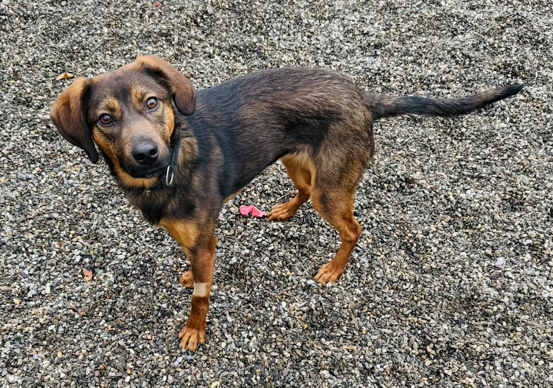 A young medium-sized female Brown / Chocolate Mixed Breed dog named Chocolate Chip for adoption in Brooks, ME