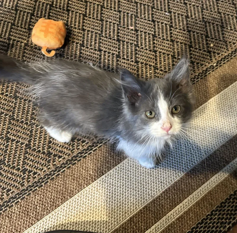 A baby medium-sized male Gray & White Domestic Medium Hair cat named Boomerang for adoption in Walled Lake, MI