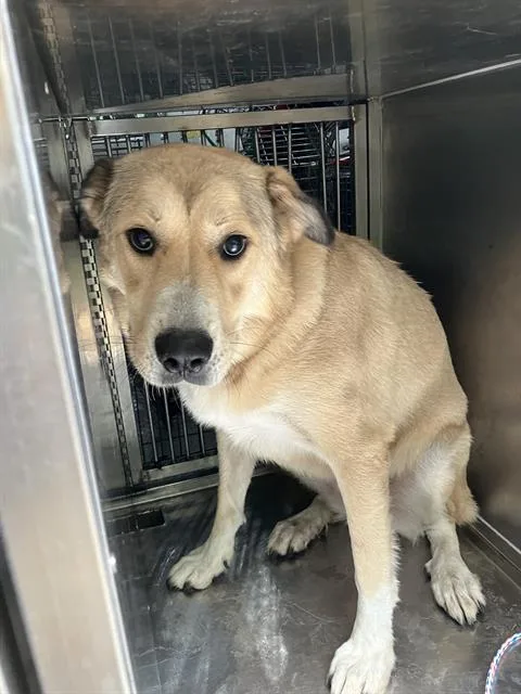 An adult large-sized female Mixed Breed dog named Coco for adoption in Dallas, TX