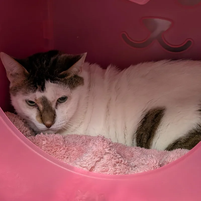 An adult large-sized male White Domestic Short Hair cat named Eugene for adoption in Titusville, FL