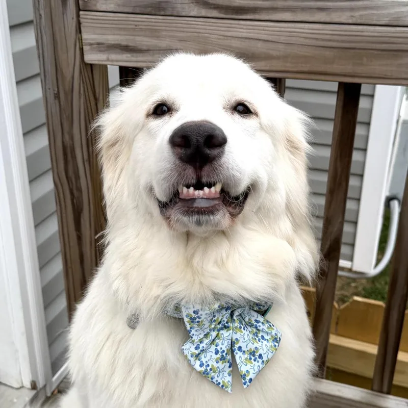 An adult small-sized female White / Cream Great Pyrenees dog named Lola for adoption in Rockville, MD