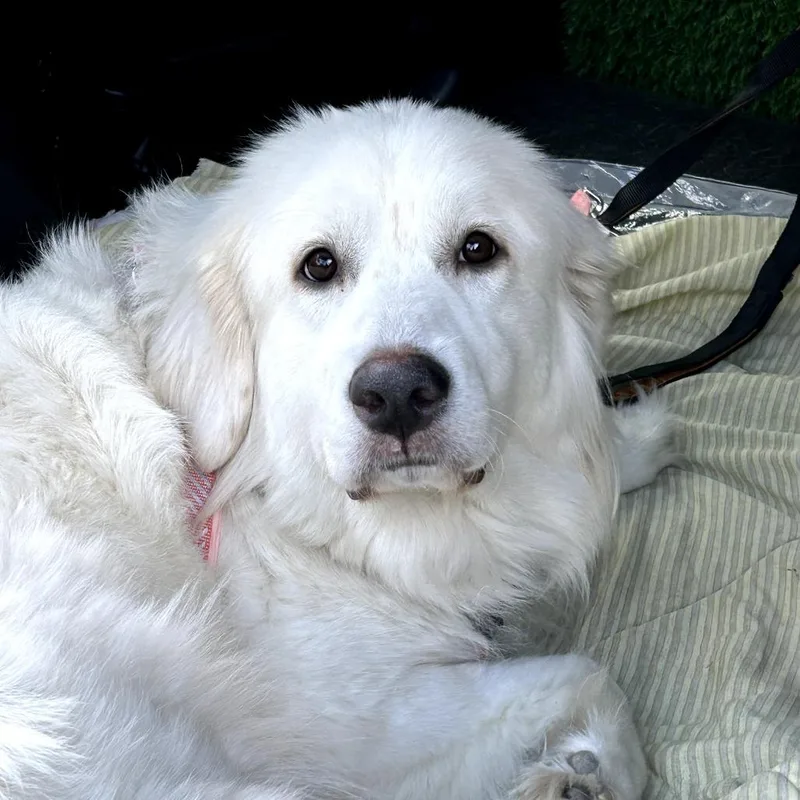 Lola thumbnail 3