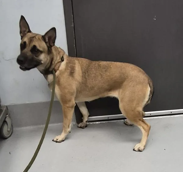 A young large-sized female Shepherd dog named Pen  Macy for adoption in Lawrenceville, GA