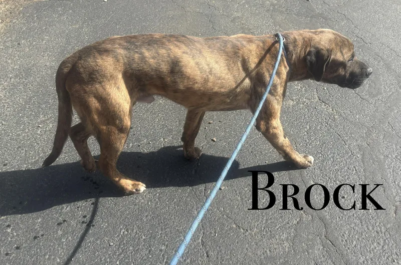 Brock