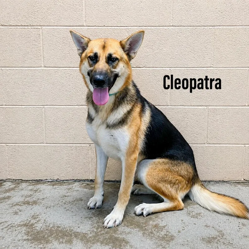 Cleopatra