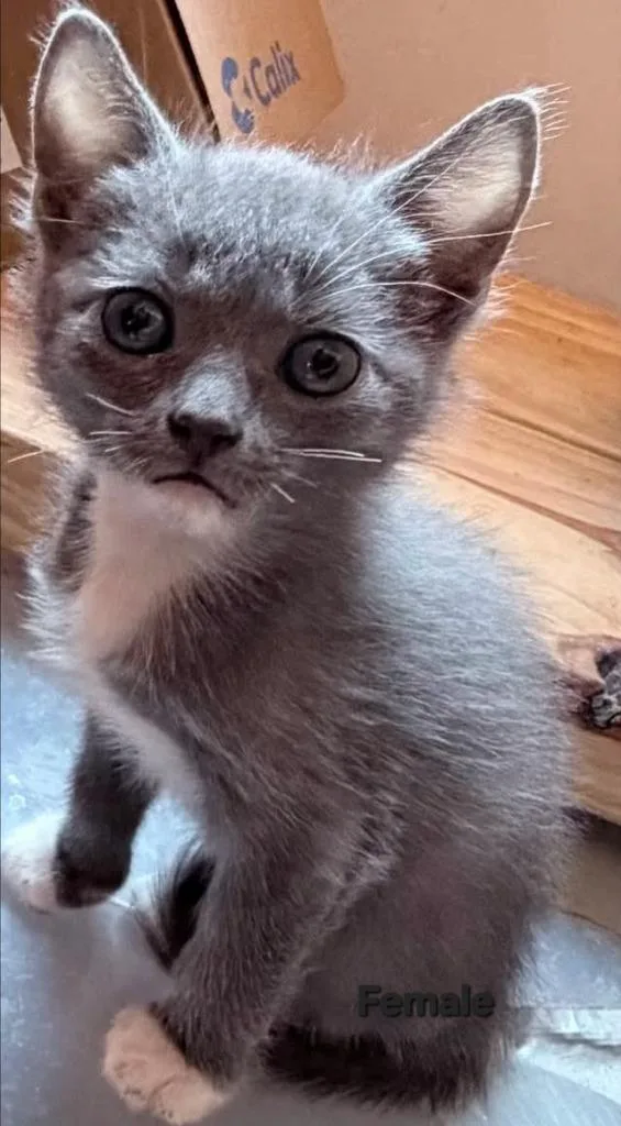 A baby small-sized female Domestic Short Hair cat named Mittens P for adoption in Darien, GA