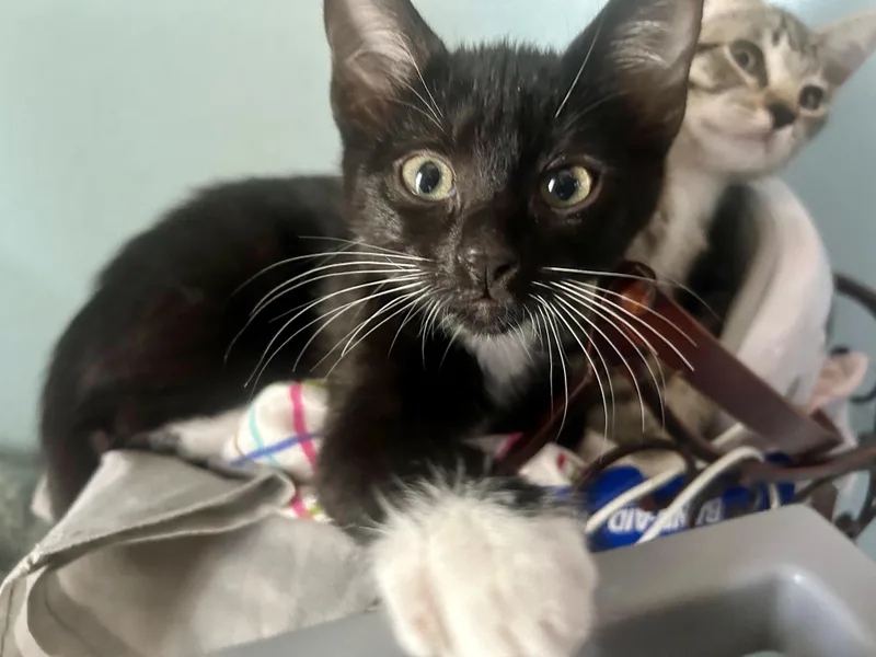 A baby small-sized female Black & White / Tuxedo Tuxedo cat named Rowlet for adoption in San Juan Capistrano, CA