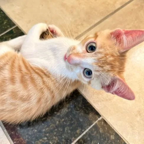 A baby small-sized male Orange / Red Domestic Short Hair cat named Lucas for adoption in Houston, TX