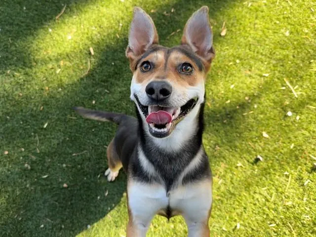 A young medium-sized female German Shepherd Dog dog named Rezz for adoption in Antioch, CA
