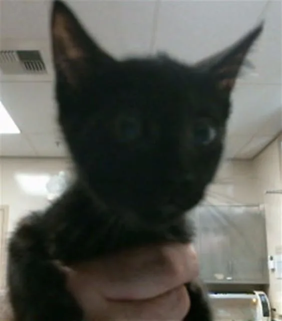A baby small-sized female Domestic Short Hair cat named Cherry Bell for adoption in Sacramento, CA