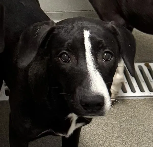 A young medium-sized female Labrador Retriever dog named Zylah for adoption in Des Moines, IA