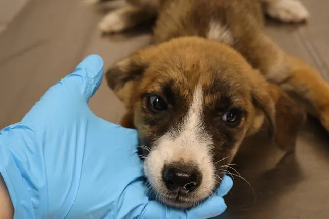 A baby small-sized female Mixed Breed dog named Starfruit for adoption in Columbia, SC
