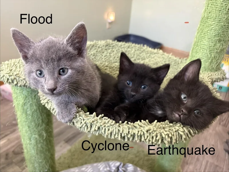 A baby medium-sized male Gray / Blue / Silver Domestic Short Hair cat named Flood for adoption in Geneseo, IL