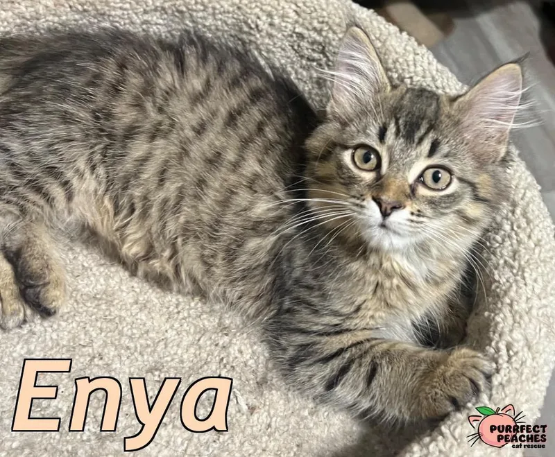 Enya