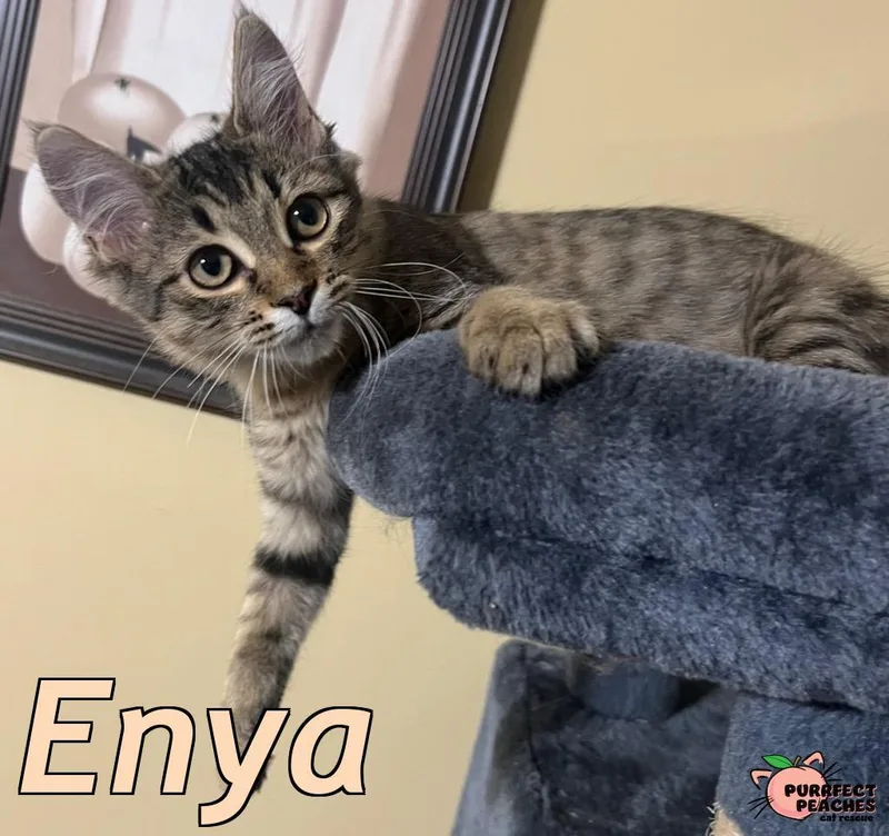 Enya thumbnail 3