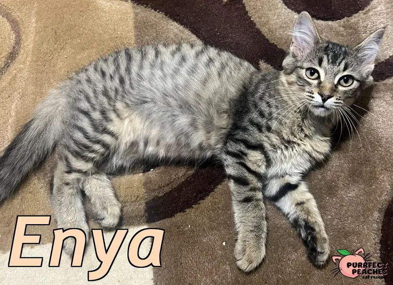 Enya thumbnail 4