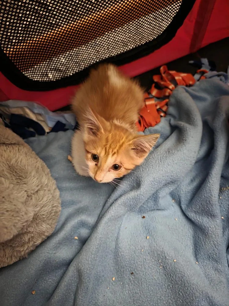 A baby small-sized female Domestic Short Hair cat named Nissan for adoption in Metamora, IL