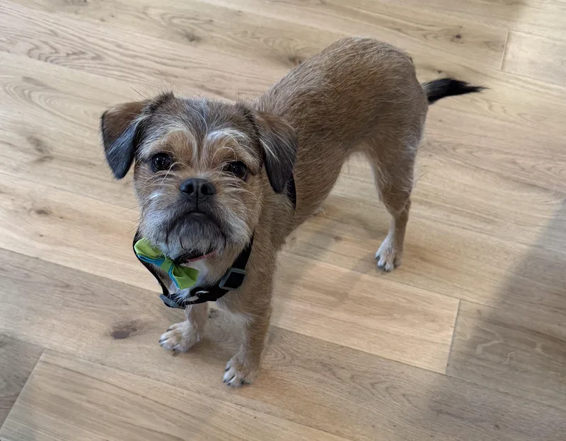 A young small-sized female Golden Pug dog named Bella for adoption in Mentor, OH