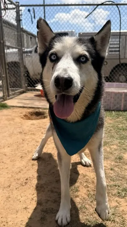 An adult medium-sized male Husky dog named Beckett for adoption in Balch Springs, TX