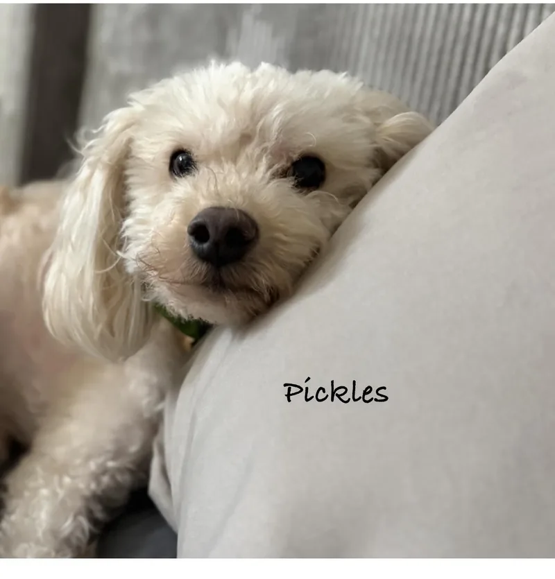 Pickles