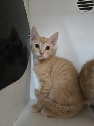 A baby small-sized male Domestic Short Hair cat named Potato Chip for adoption in Savannah, GA