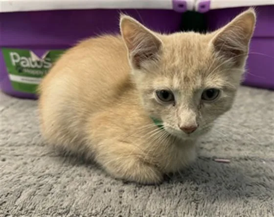 A baby small-sized male Domestic Short Hair cat named Colored Pencil for adoption in Peoria, IL