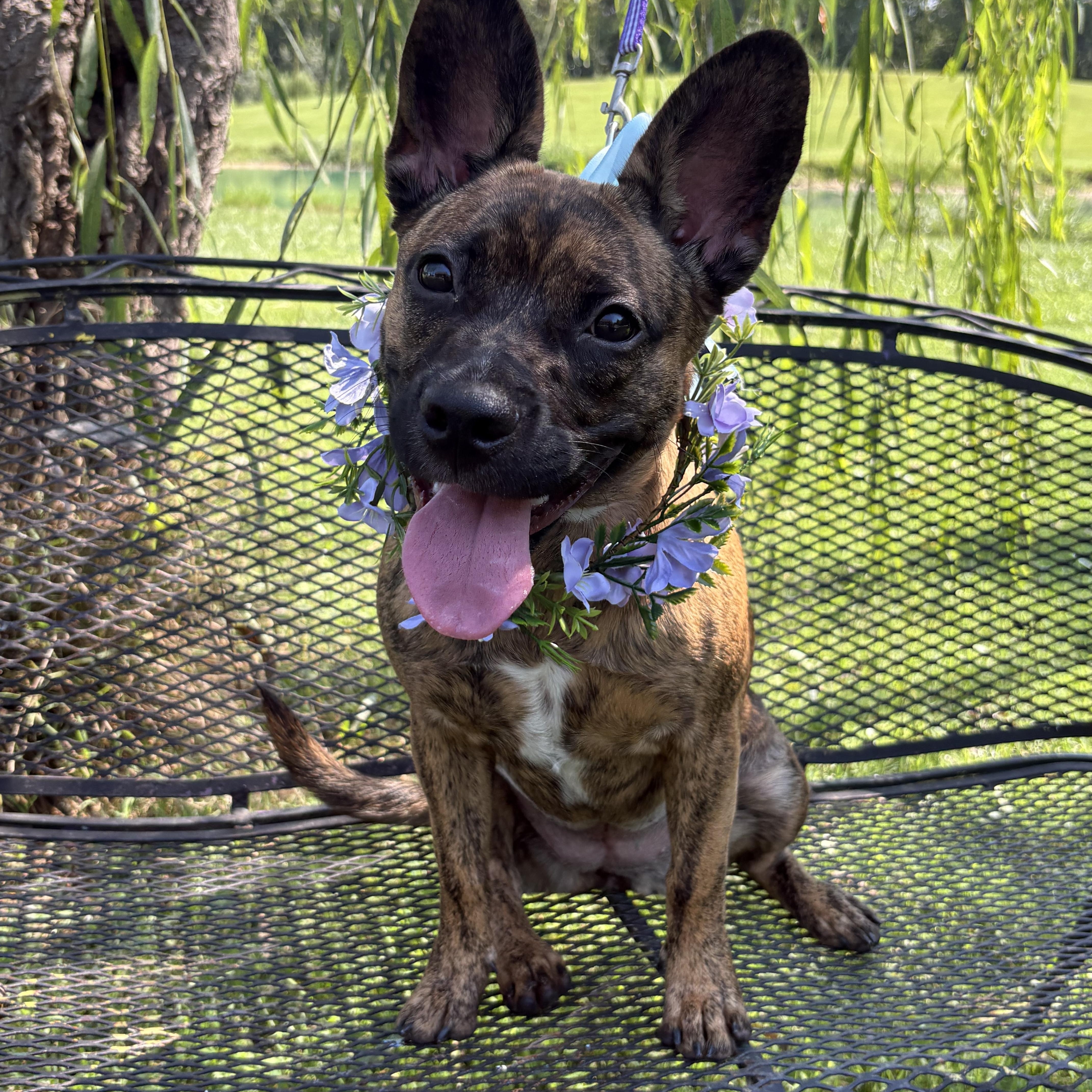 A young small-sized female Brindle French Bulldog dog named Simone for adoption in Pittsboro, NC