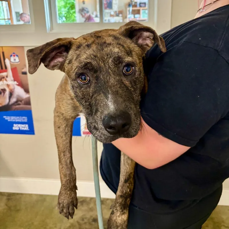 A young medium-sized male Brindle Catahoula Leopard Dog dog named Benji for adoption in Fredericksburg, TX
