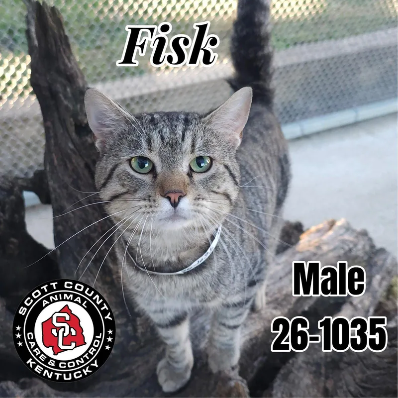 An adult small-sized male Domestic Short Hair cat named Fisk for adoption in Georgetown, KY