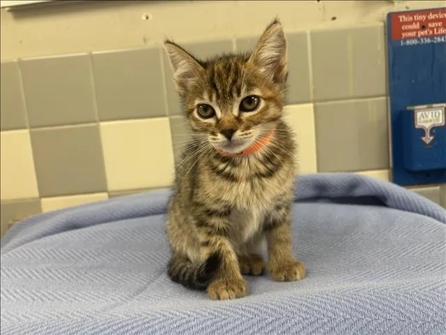 A baby small-sized female Domestic Short Hair cat named Tate for adoption in San Pedro, CA