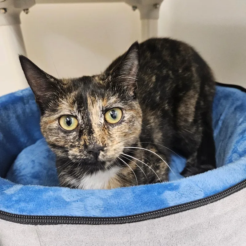 A young medium-sized female Tortoiseshell Domestic Short Hair cat named Kit Kat for adoption in Pasadena , MD
