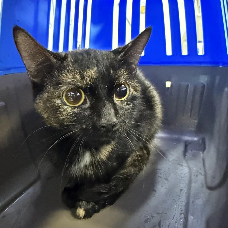 An adult medium-sized female Domestic Short Hair cat named JS "Jenny" for adoption in Perkiomenville, PA