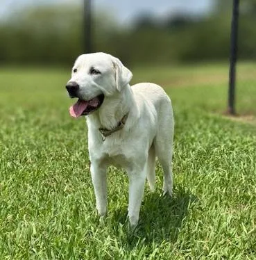 An adult large-sized male White / Cream Labrador Retriever dog named Goose for adoption in Lebanon, TN