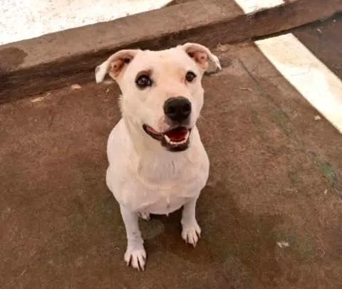 An adult medium-sized female Labrador Retriever dog named Holly for adoption in Ventura, CA