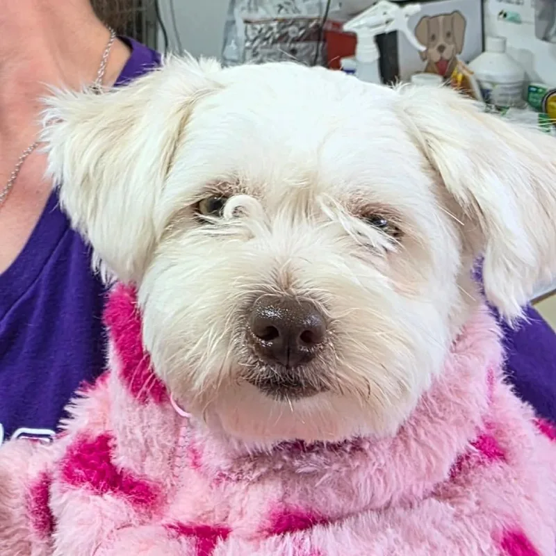 Lola Belle