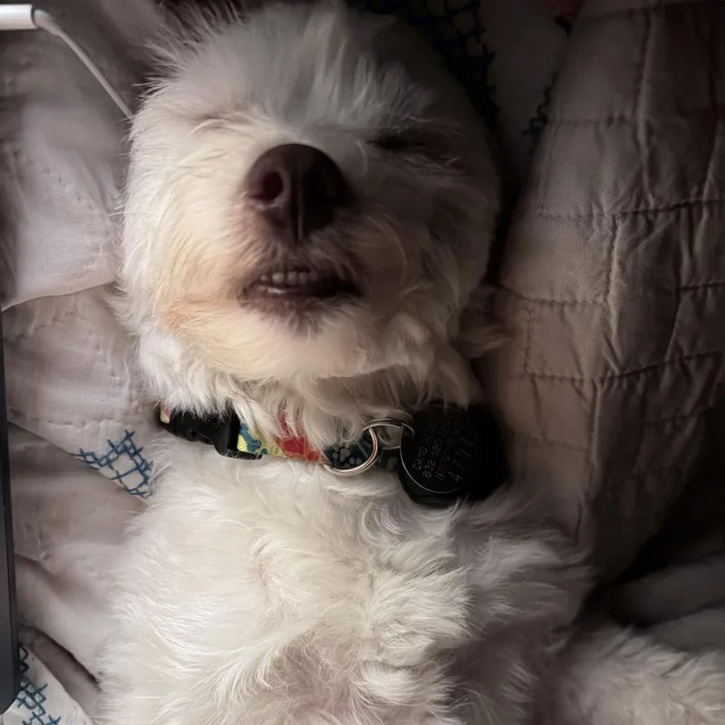 Lola Belle thumbnail 2