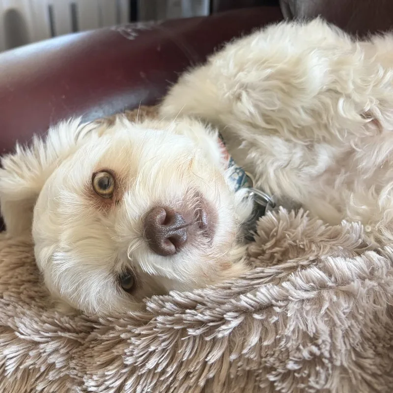 Lola Belle thumbnail 3